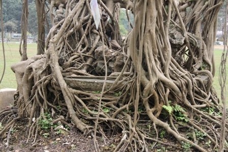 Bonsai, cay the, cây thế,  cay canh nghe thuat, cây cảnh nghệ thuật